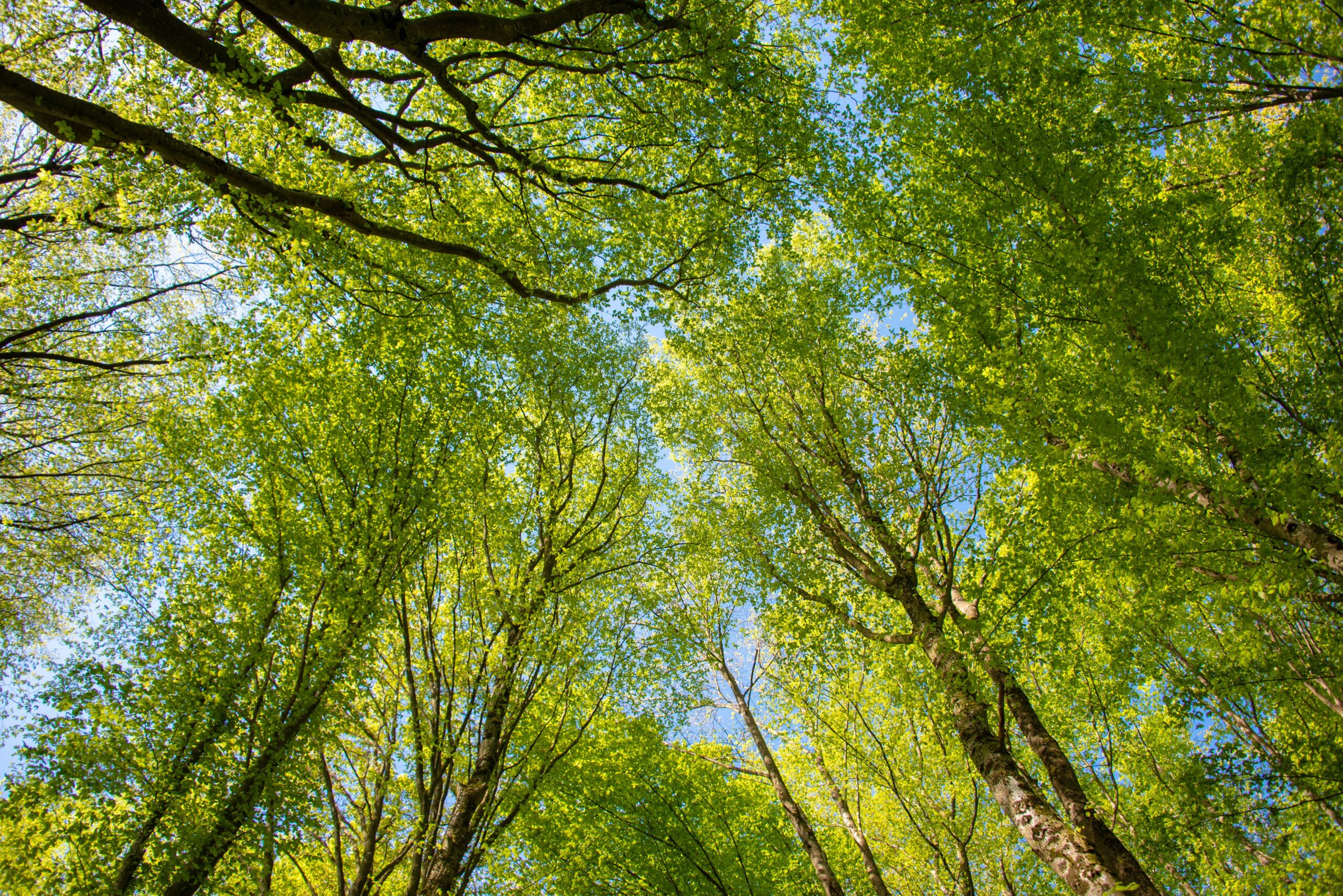 A vibrant view of lush green trees under a clear blue sky, captured in spring.